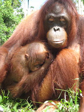 Durch das aktuelle Investment wird das Urwaldgebiet im südostasiatischen Staat Indonesien vor drohender Abholzung geschützt. Auch ein Zentrum zum Schutz von Orang-Utans bleibt erhalten.