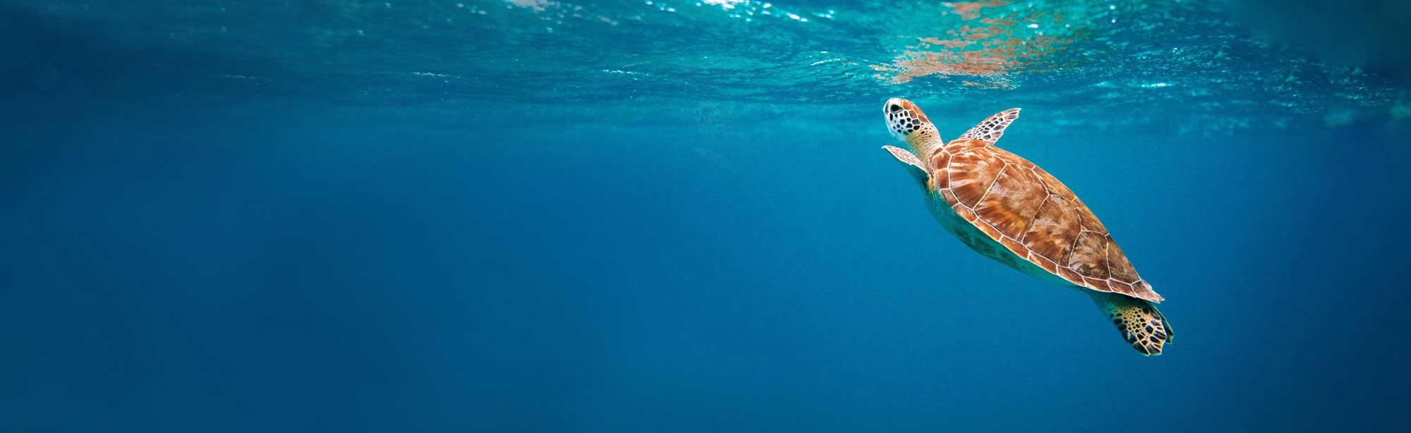 Turtle swimming in the water