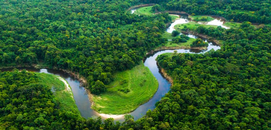 A beautiful biodiverse scene of a forest with a river running through it