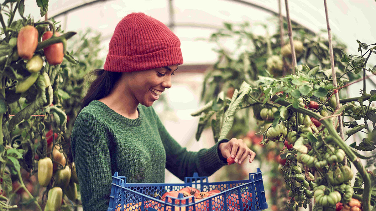 Woman harvesting tomatoes in a greenhouse