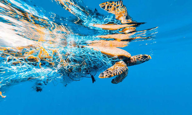 Allianz partnership with Sea Shepherd