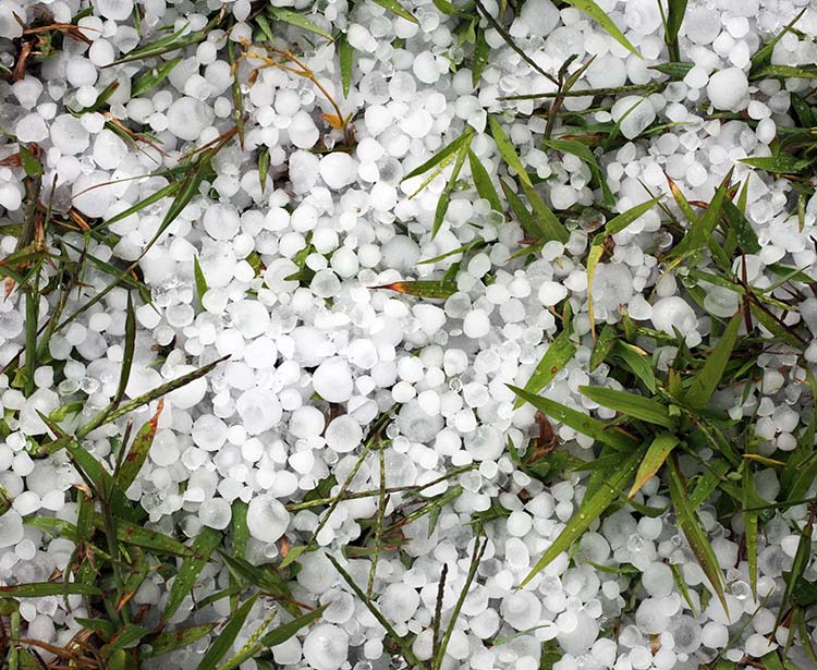 Many hailstones in the grass