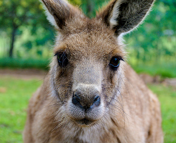 A kangaroo on the hood