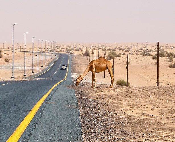 Poor camel
