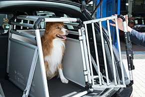 Properly securing your pet is extremely important.
