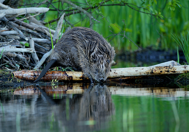 The example of the beaver: "Instead of always building new dikes, in some areas, we should let the water regain its natural course," says the CEO of the Allianz Environmental Foundation.