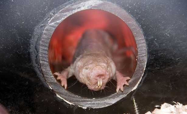 The naked mole rats, who primarily live in East Africa, have an impressive life expectancy of over 30 years and even then they develop virtually no dreadful illnesses when they become elderly (Copyright: picture alliance/wildlife in connection with Allianz).